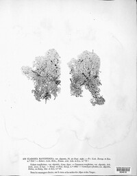 Cladonia rangiferina image